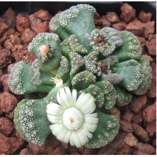 T.calcarea (N. of Hopetown) - Seed